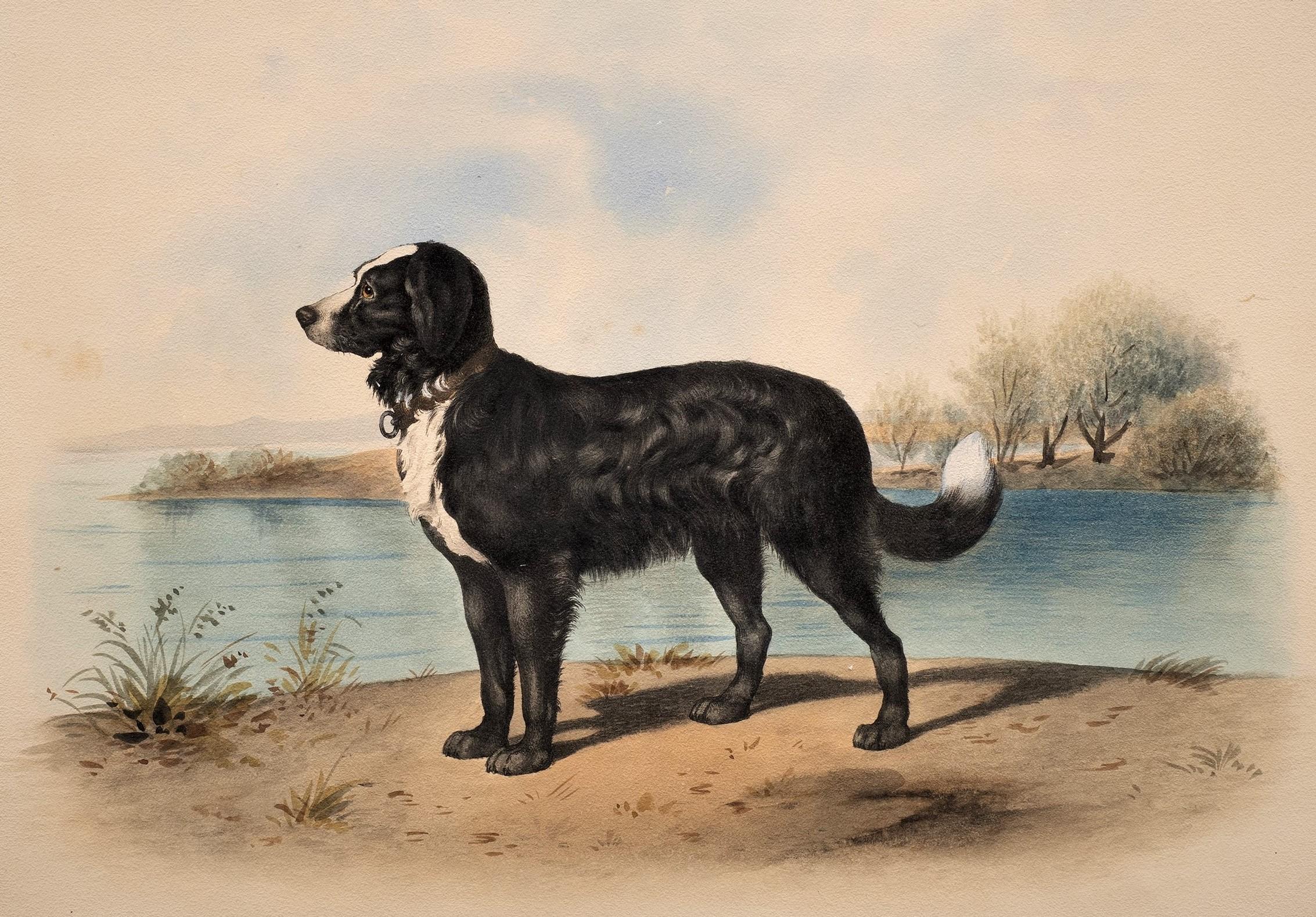 Lithographie d'un portrait de chien dans le goût d'Alfred De Dreux
Terre-Neuve
France, vers 1870 
Lithographie
25 5/8 x 19 5/8 (28 x 20 cadre) pouces

Six lithographies de portraits de chiens.

Chaque portrait de chien est très réaliste, élégant et