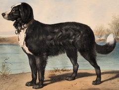 Dog Portrait Lithograph in the Taste of Alfred De Dreux, France circa 1870. 