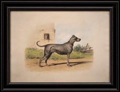 Antique Dog Lithograph, Taste of Alfred De Dreux, France ca. 1870 Mastiff C