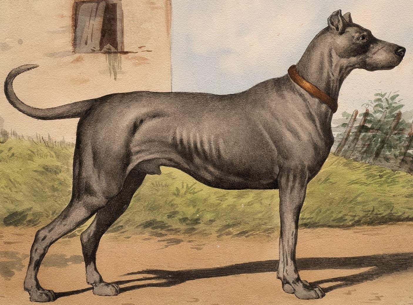 Antique Dog Lithograph in the Taste of Alfred De Dreux, France circa 1870