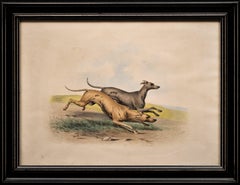 Litografia antica di cani, Gusto di Alfred de Dreux, Francia circa 1870 Levrieri D
