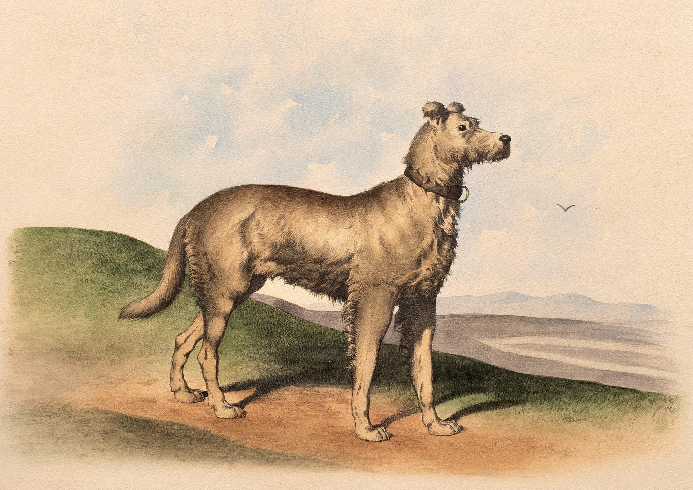 Antique Dog Lithograph in the Taste of Alfred De Dreux, France circa 1870 D - Beige Animal Print by Alfred de Dreux
