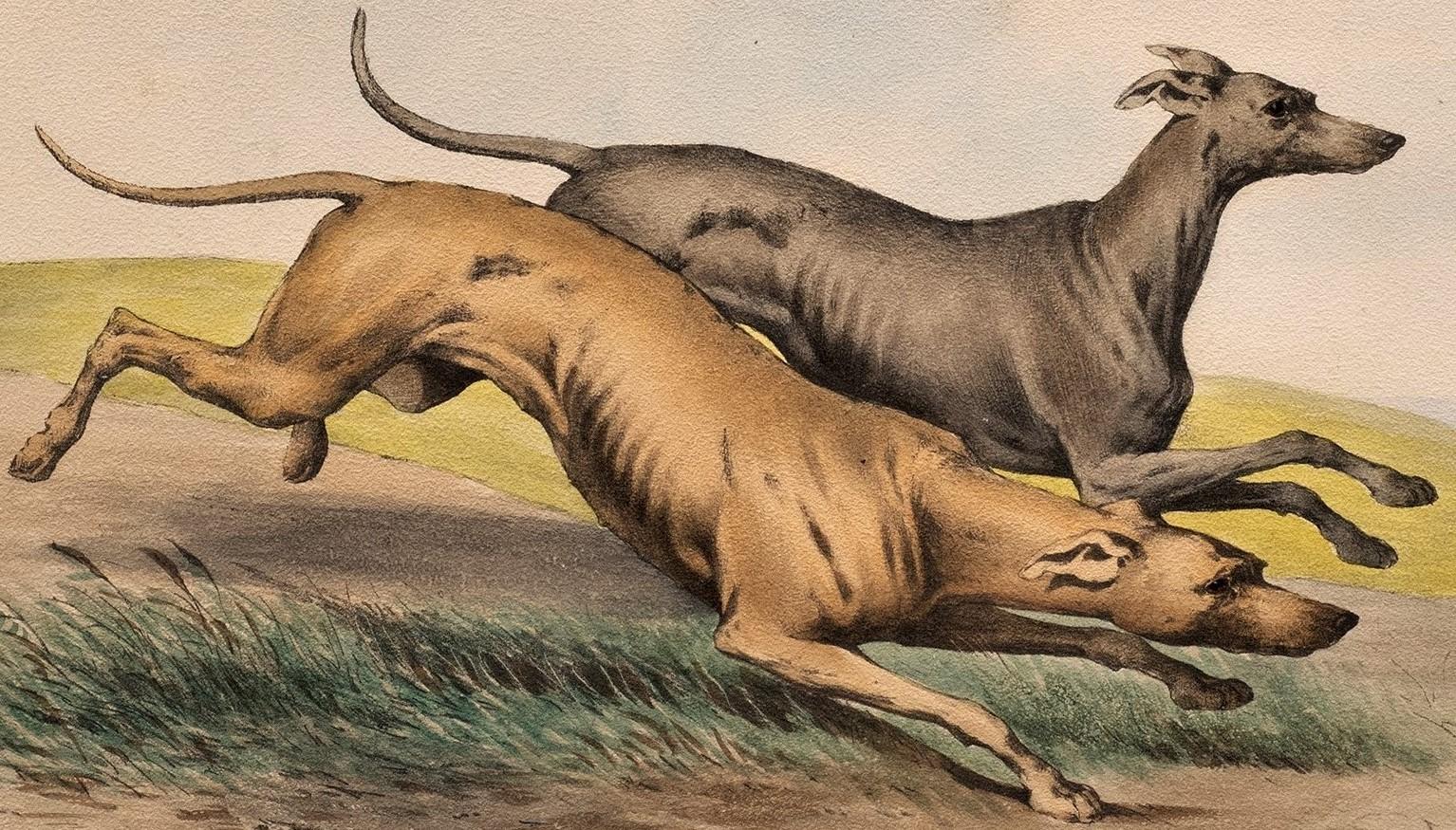 Lithographie ancienne de chien dans le goût d'Alfred de Dreux, France circa 1870
