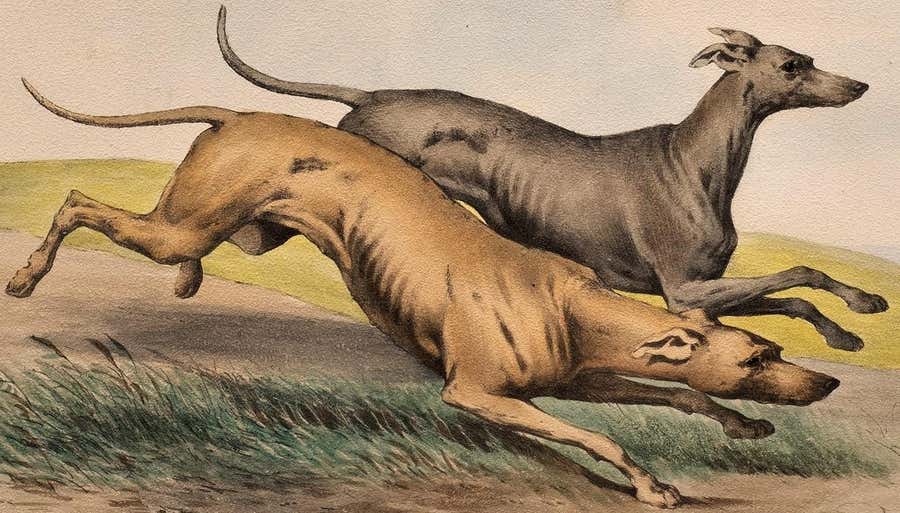 Antique Dog Lithograph, Taste of Alfred De Dreux, France circa 1870 Greyhounds D