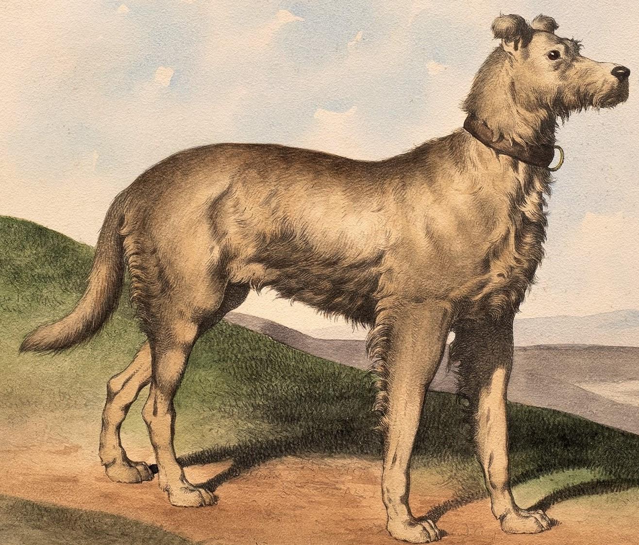 Lithographie ancienne d'un chien dans le goût d'Alfred de Dreux, France circa 1870 D.