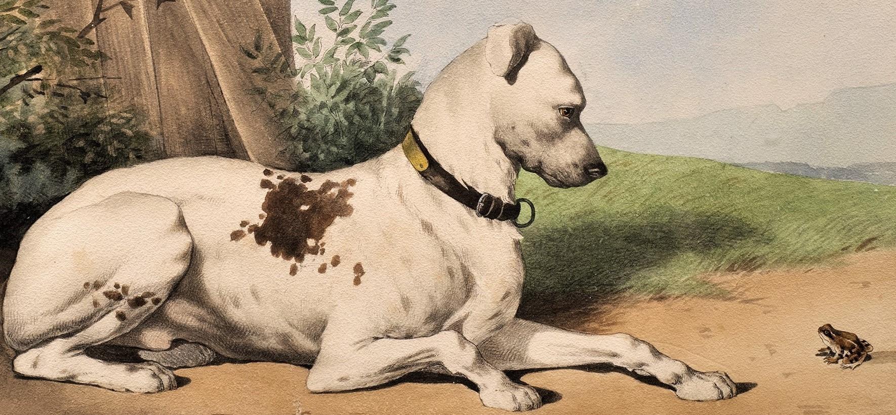 Antikes Hundeporträt 
Lithographie nach dem Geschmack von Alfred De Dreux
Bulldogge und Frosch
Frankreich, um 1870 
Lithographie
25 5/8 x 19 5/8 (28 x 20 Rahmen) Zoll

Sechs Lithografien von Hundeporträts.

Jede Hundedarstellung ist sehr