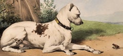 Dog Portrait Lithograph in the Taste of Alfred De Dreux, France circa 1870
