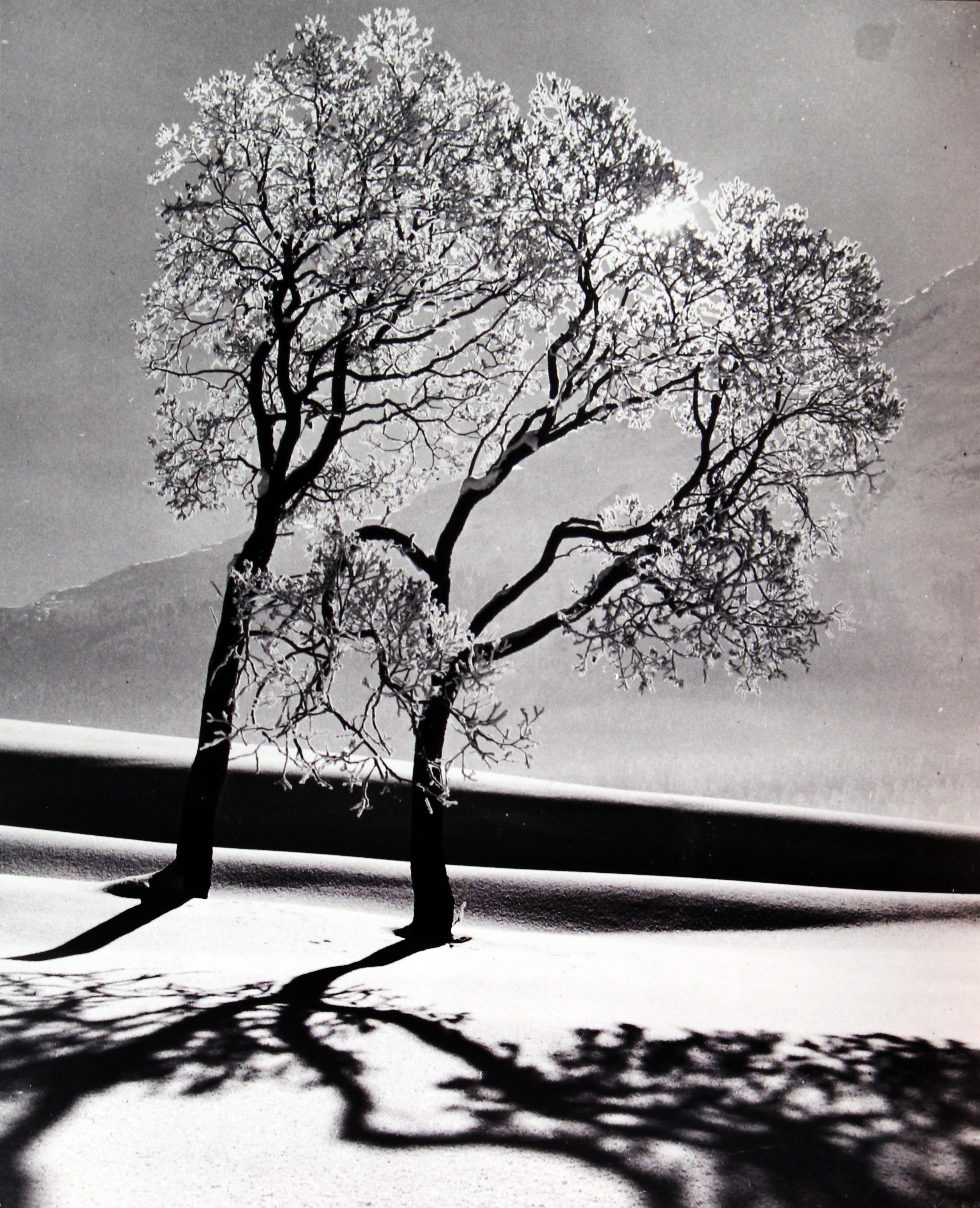 Trees In Snow, Near St Moritz, Switzerland, 1947 - Alfred Eisenstaedt 
"Stamped with photographer's copyright ink stamp on reverse 
Silver gelatin print, printed circa 1985                                         
9 x 7 1/2 inches