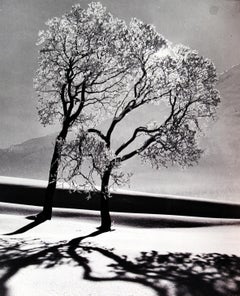 Trees In Snow, Near St Moritz, Switzerland, 1947 - Alfred Eisenstaedt 