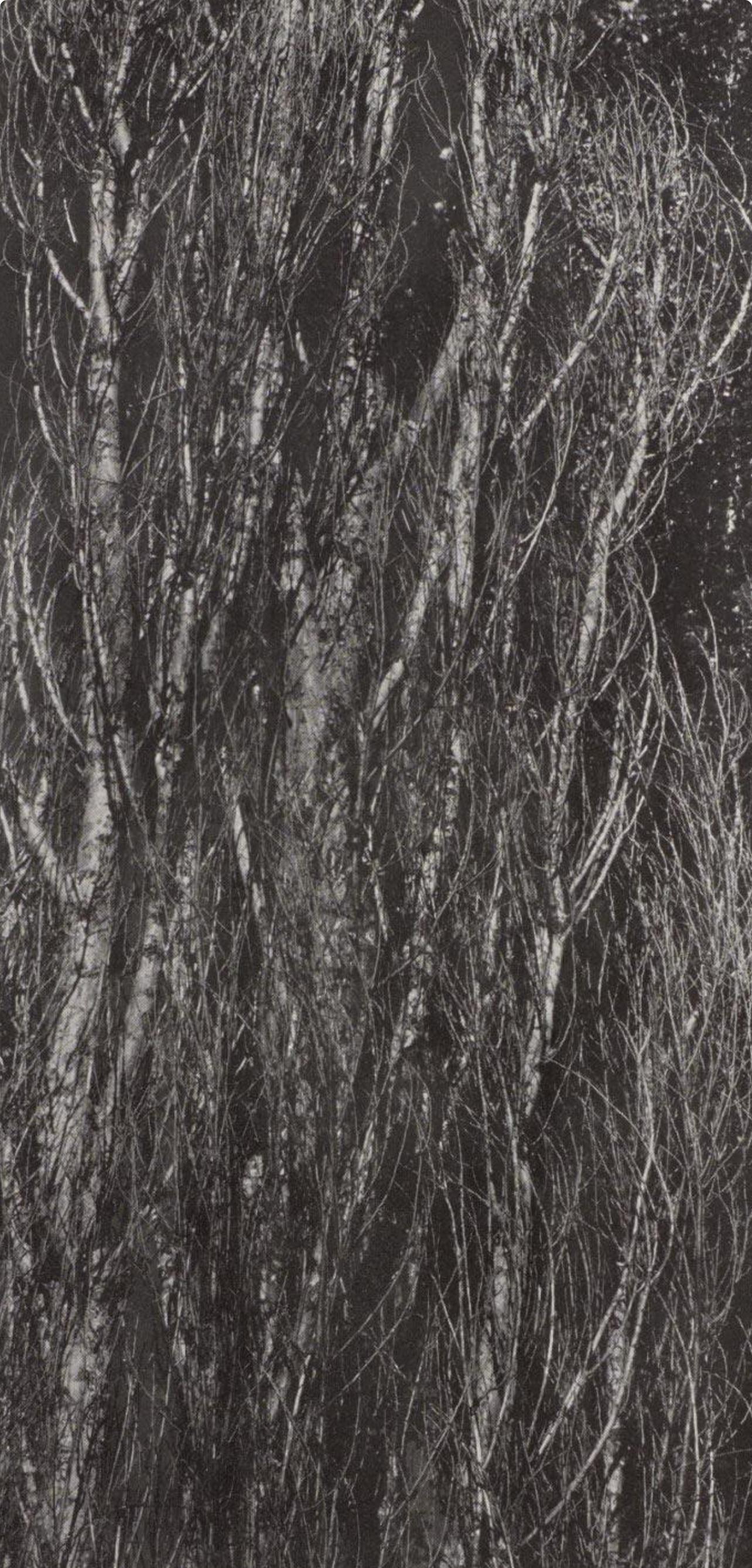 Alfred Stieglitz, Peupliers, lac George, 1947 (d'après) en vente 1