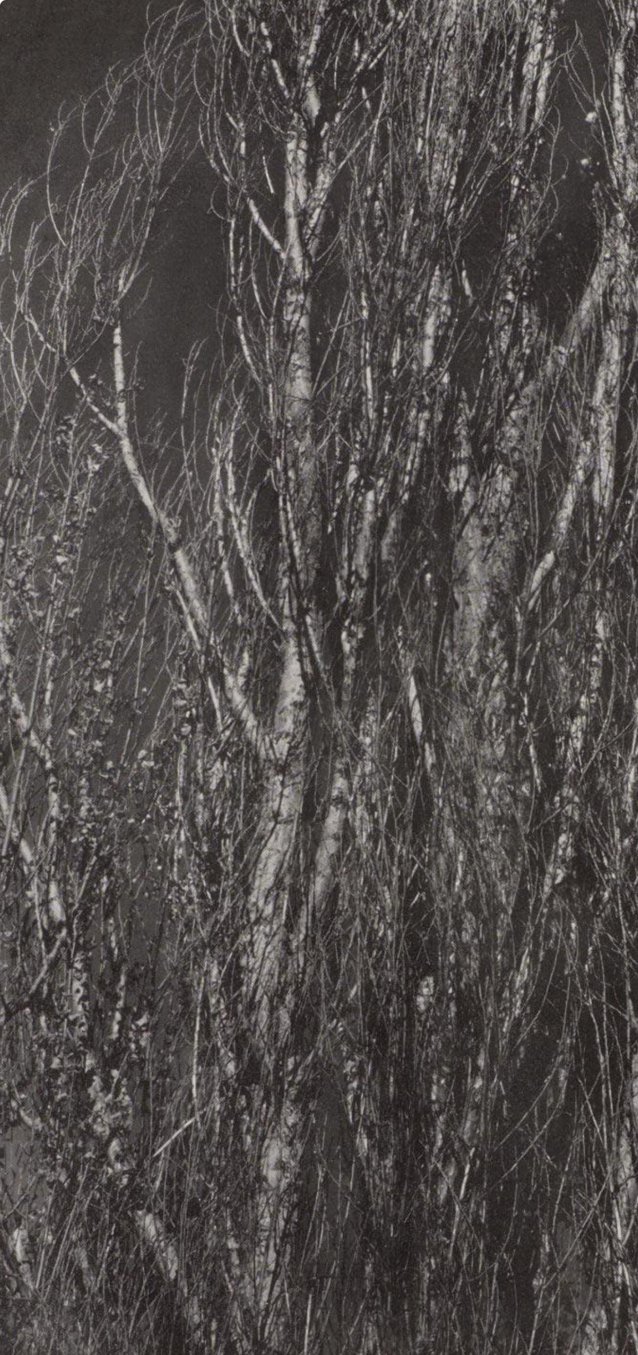 Alfred Stieglitz, Peupliers, lac George, 1947 (d'après) en vente 2