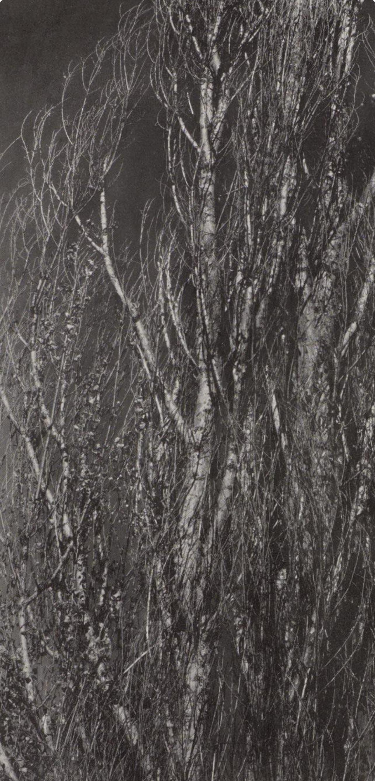 Alfred Stieglitz, Peupliers, lac George, 1947 (d'après) en vente 3