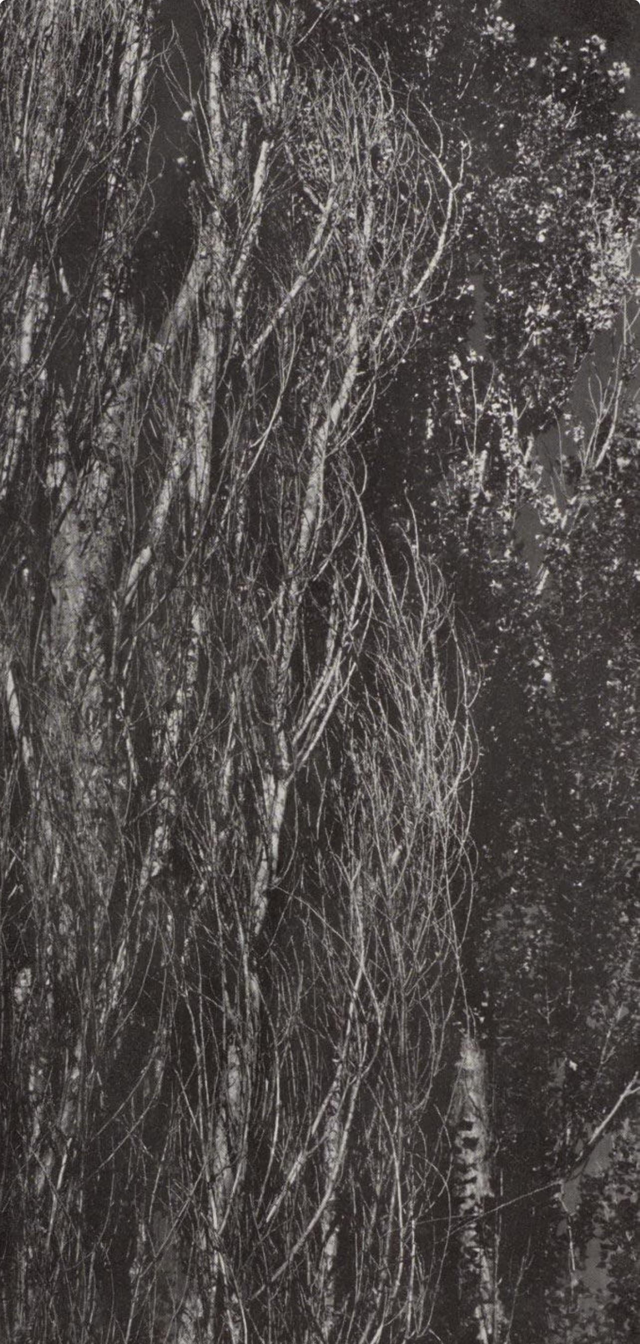 Alfred Stieglitz, Peupliers, lac George, 1947 (d'après) en vente 4