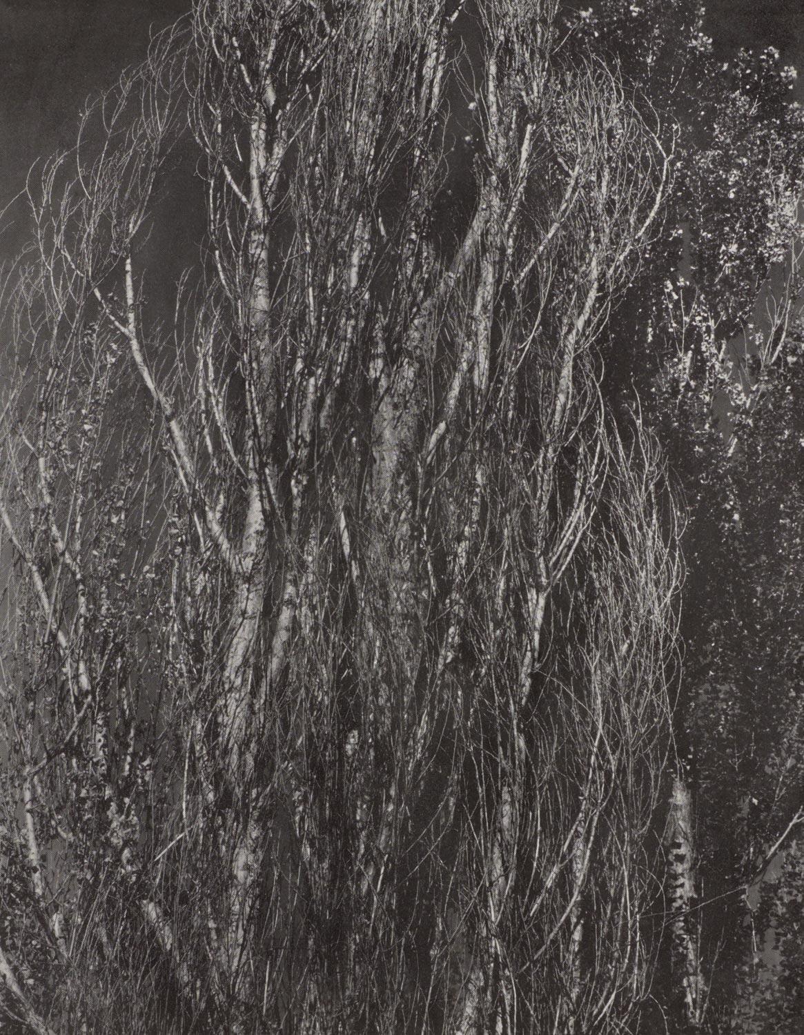 Alfred Stieglitz, Peupliers, lac George, 1947 (d
après)