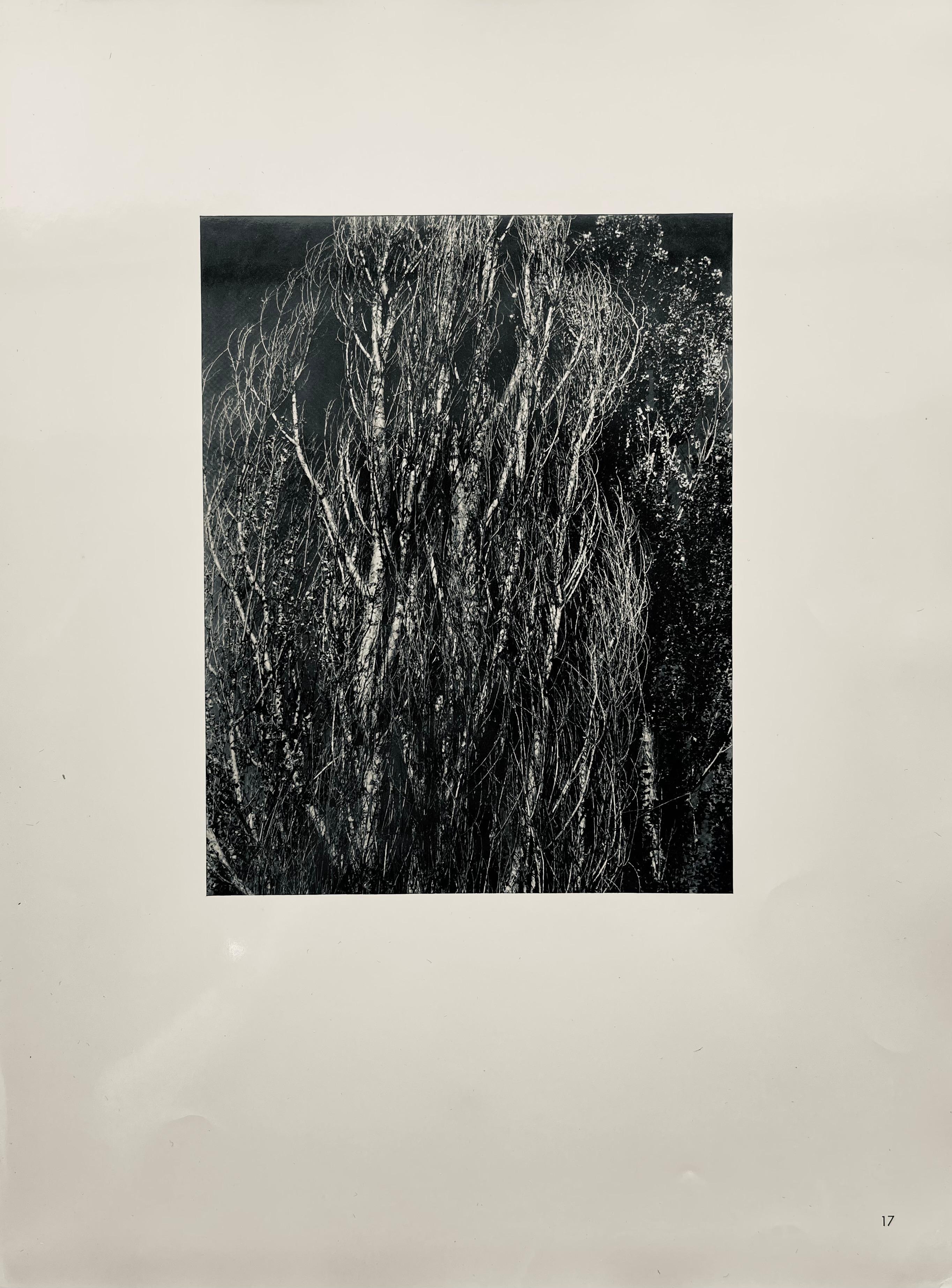 Stieglitz, Poplars, Lake George, Alfred Stieglitz Memorial Portfolio (after) For Sale 5
