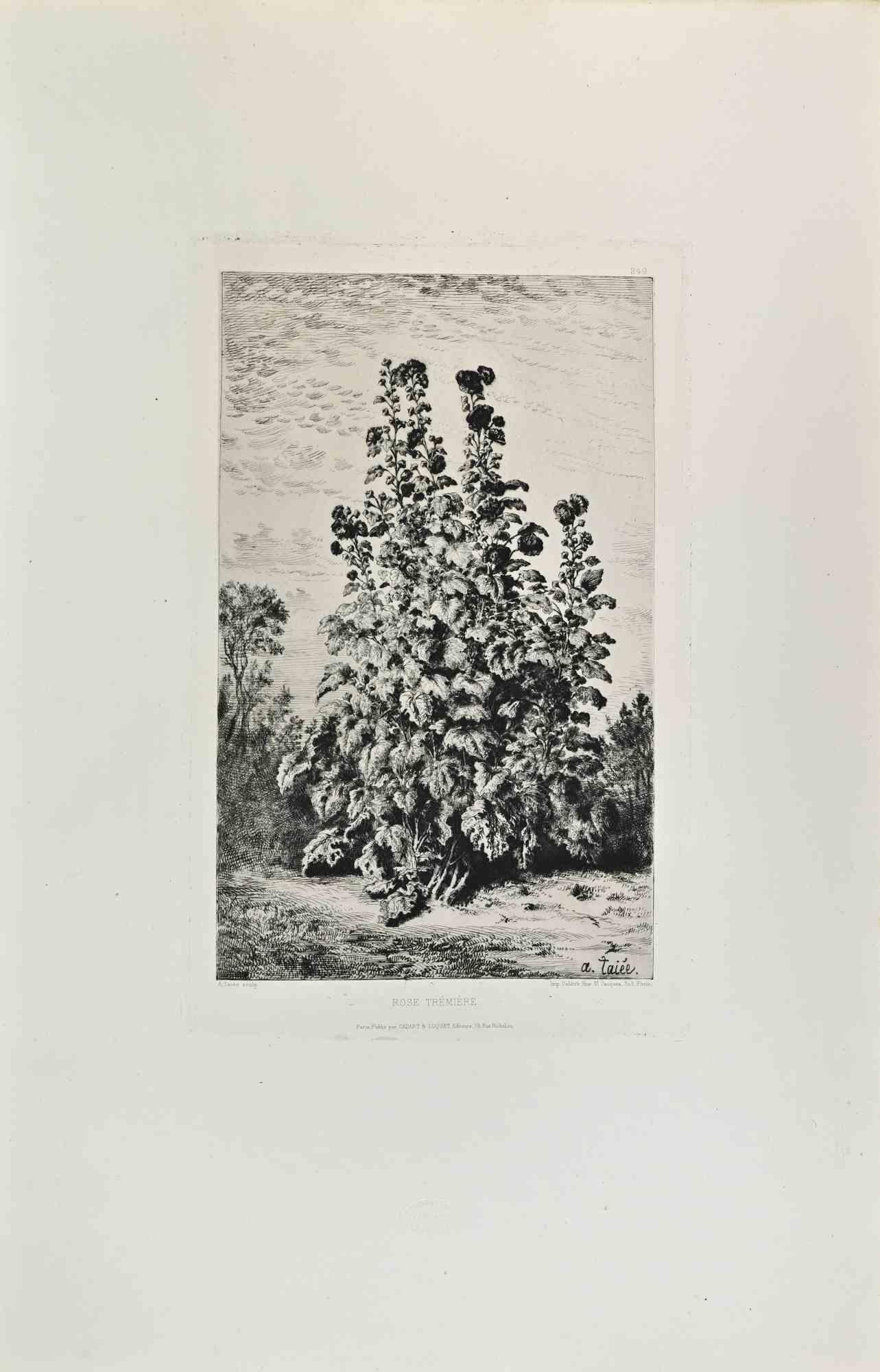 Rose Trémière is an artwork realized by Alfred Taiée in the 1870s.

Etching.

Good conditions.



Realized for the "Société des Aquafortistes. Born on the initiative of the publisher Alfred Cadart, the Société des Aquafortistes had the aim of