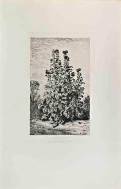 Rose Trémière - Etching by Alfred Taiée - 1870s