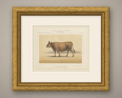 Algerian Cow, North African Cattle Chromolithograph by Olivier de Penne, 1863