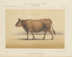 Algerian Cow, North African Cattle Chromolithograph by Olivier de Penne, 1863