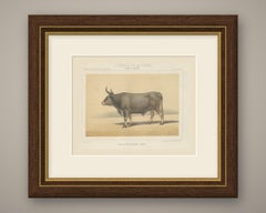 Algerian Ox, North African Cattle Chromolithograph by Olivier de Penne, 1863