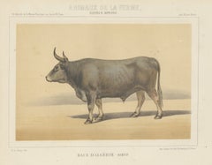 Algerian Ox, North African Cattle Chromolithograph by Olivier de Penne, 1863