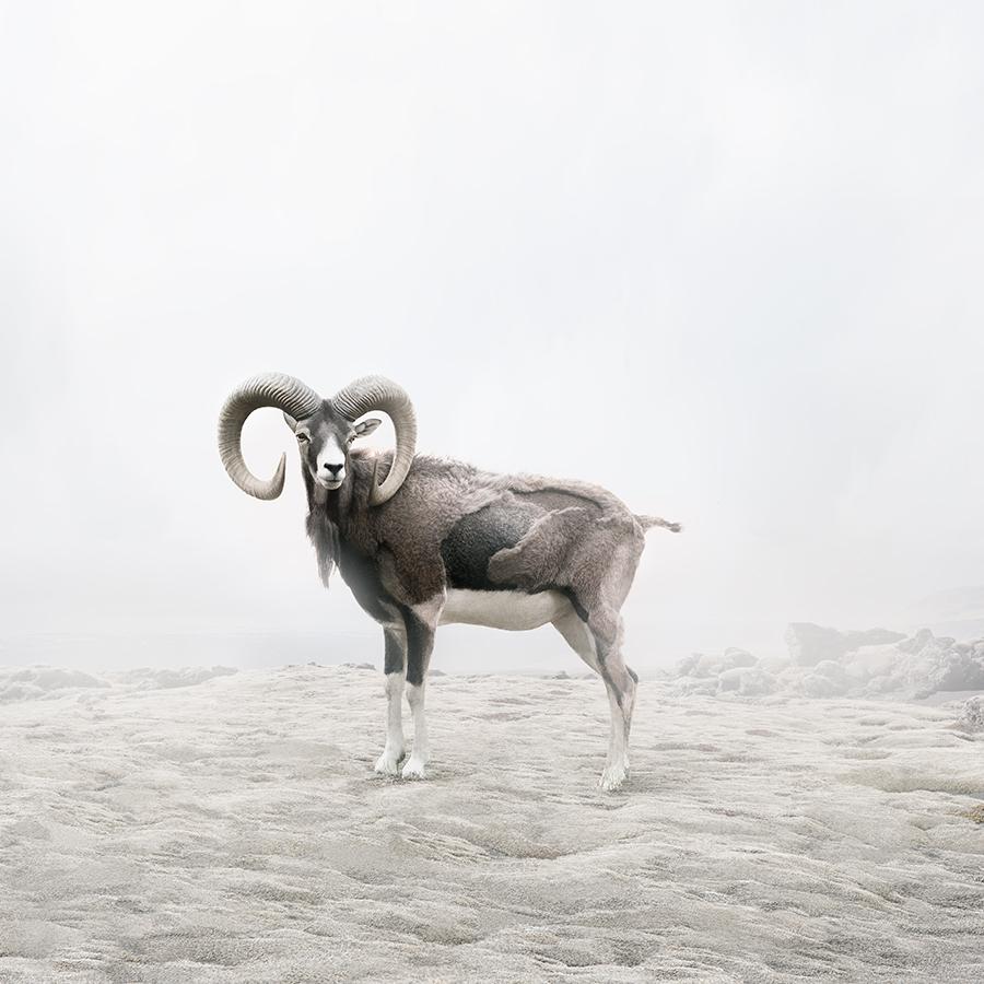Alice Zilberberg - Reflecting Ram, Photography 2019, Printed After
