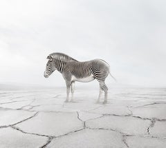 Alice Zilberberg - Zen Zebra, photographie 2019, imprimée d'après