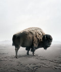 Be Here Bison (60" x 50")