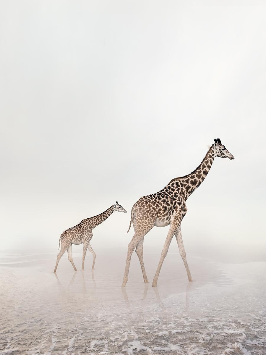 Alice Zilberberg Color Photograph - Go Giraffe (60" x 45")