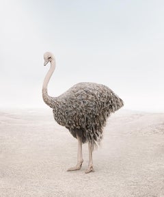 Onward Ostrich (30" x 26")