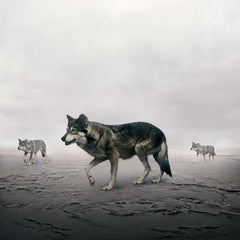 This Way Wolves (30" x 30")