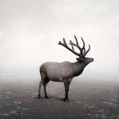 Alice Zilberberg - Every Moment Elk, Photography 2022, Printed After