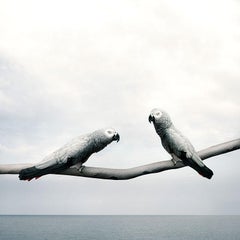 Alice Zilberberg - Grounded Gray Parrots, Photography 2024, Printed After