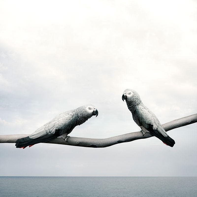 Title: Grounded Gray Parrots
Series: Meditations
Medium: Photo-based digital painting (Paper - Canson Infinity Rag Photographique)

Available Sizes:
30" x 30" - Edition of 15
40" x 40" - Edition of 12
60" x 60" - Edition of 10

In this series,
