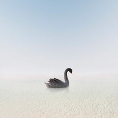 Balanced Black Swan (40" x 40")