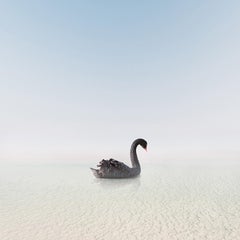 Swan noir équilibré