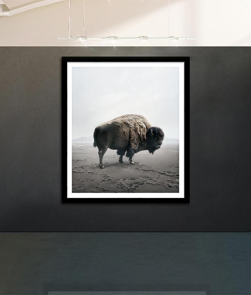 Be Here Bison - Photograph by Alice Zilberberg