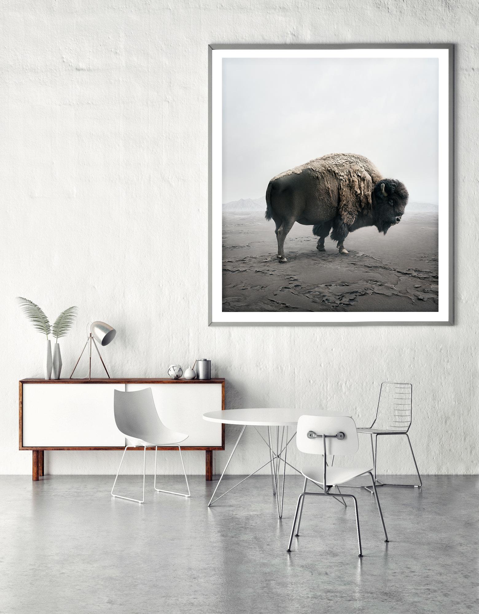 Be Here Bison - Gray Color Photograph by Alice Zilberberg