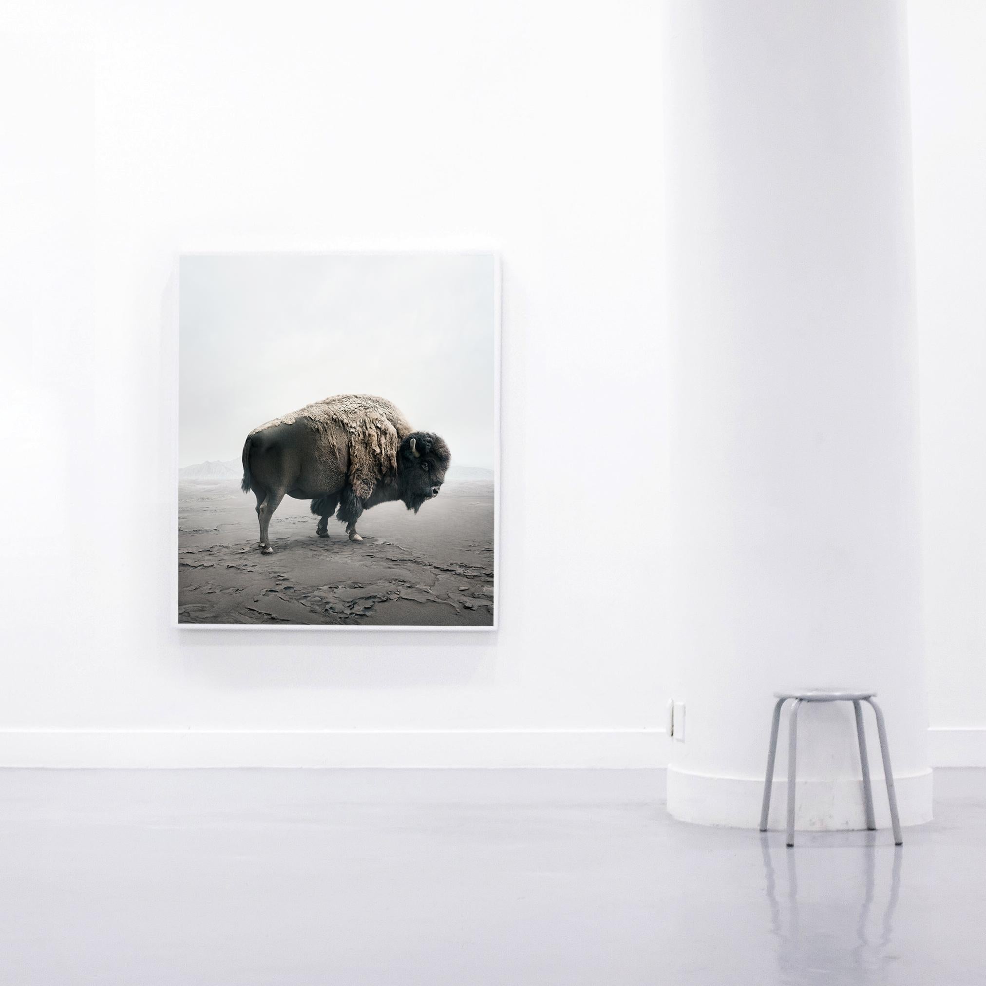 In this series, Zilberberg creates animal montages as an expression of self-therapy. As a person living in the west, moving through a daily life that is sometimes high-paced and emotionally complex, the artist finds calm in the presence of these