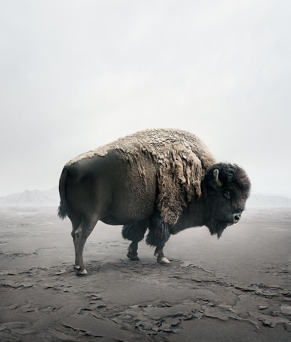 Alice Zilberberg Color Photograph - Be Here Bison