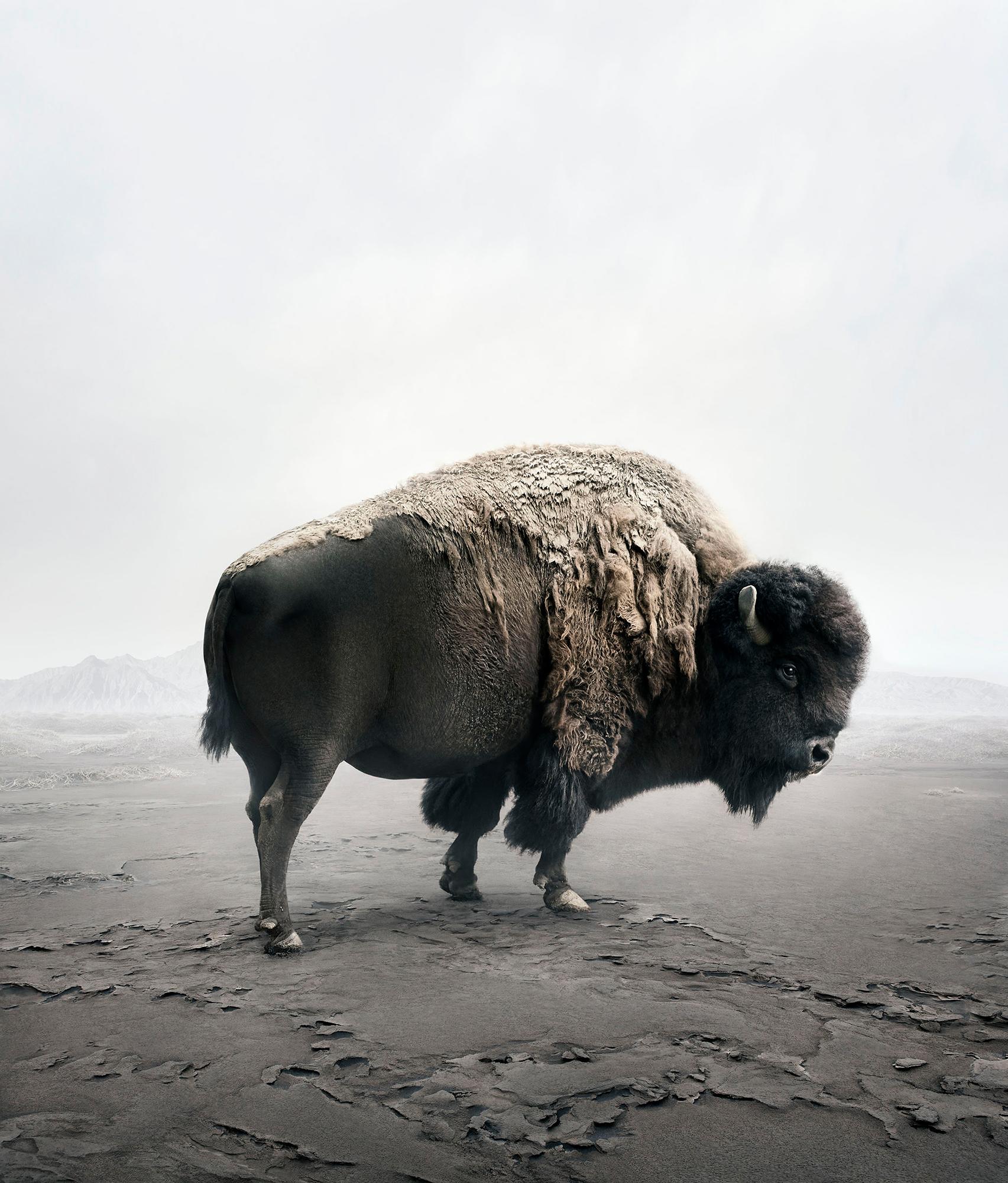 Alice Zilberberg Color Photograph - Be Here Bison