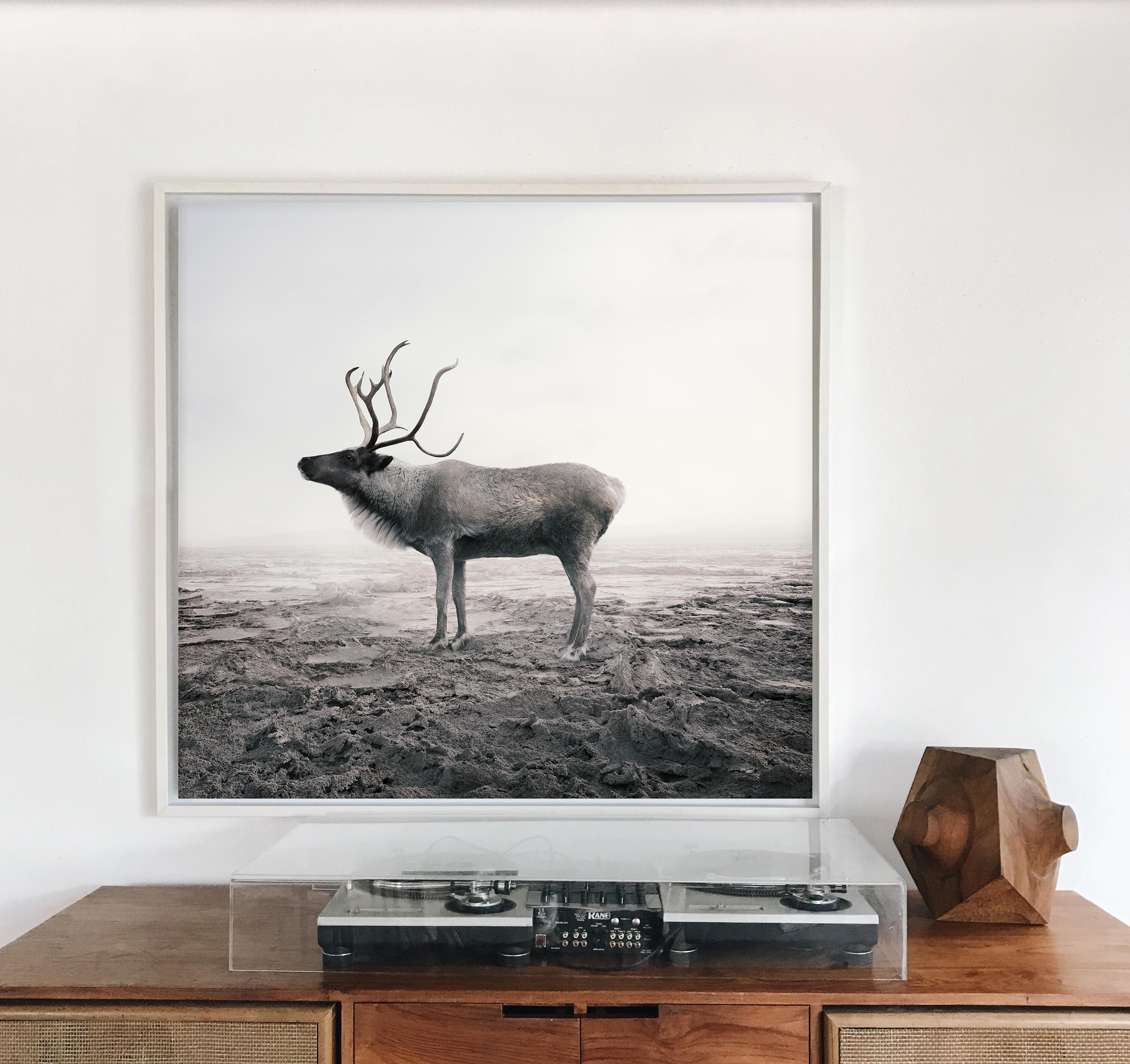 Calm Caribou - Photograph by Alice Zilberberg
