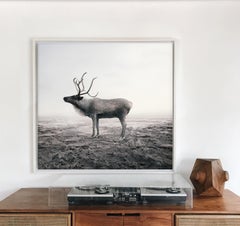 Calm Caribou