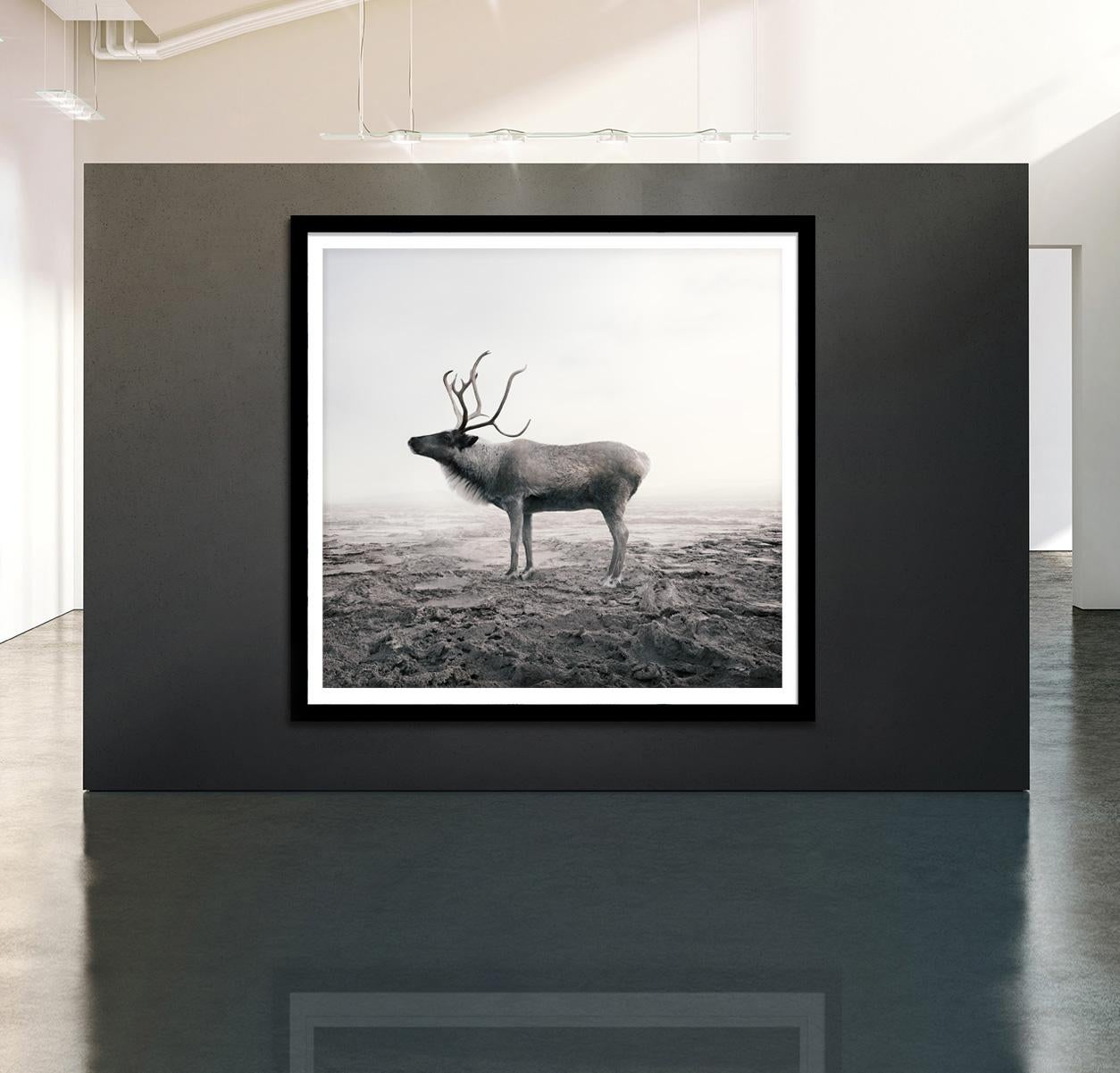 Calm Caribou - Gray Black and White Photograph by Alice Zilberberg