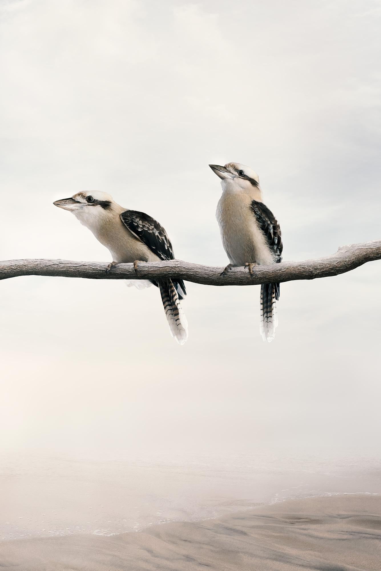 Alice Zilberberg Color Photograph – Tragetasche auf Kookaburra