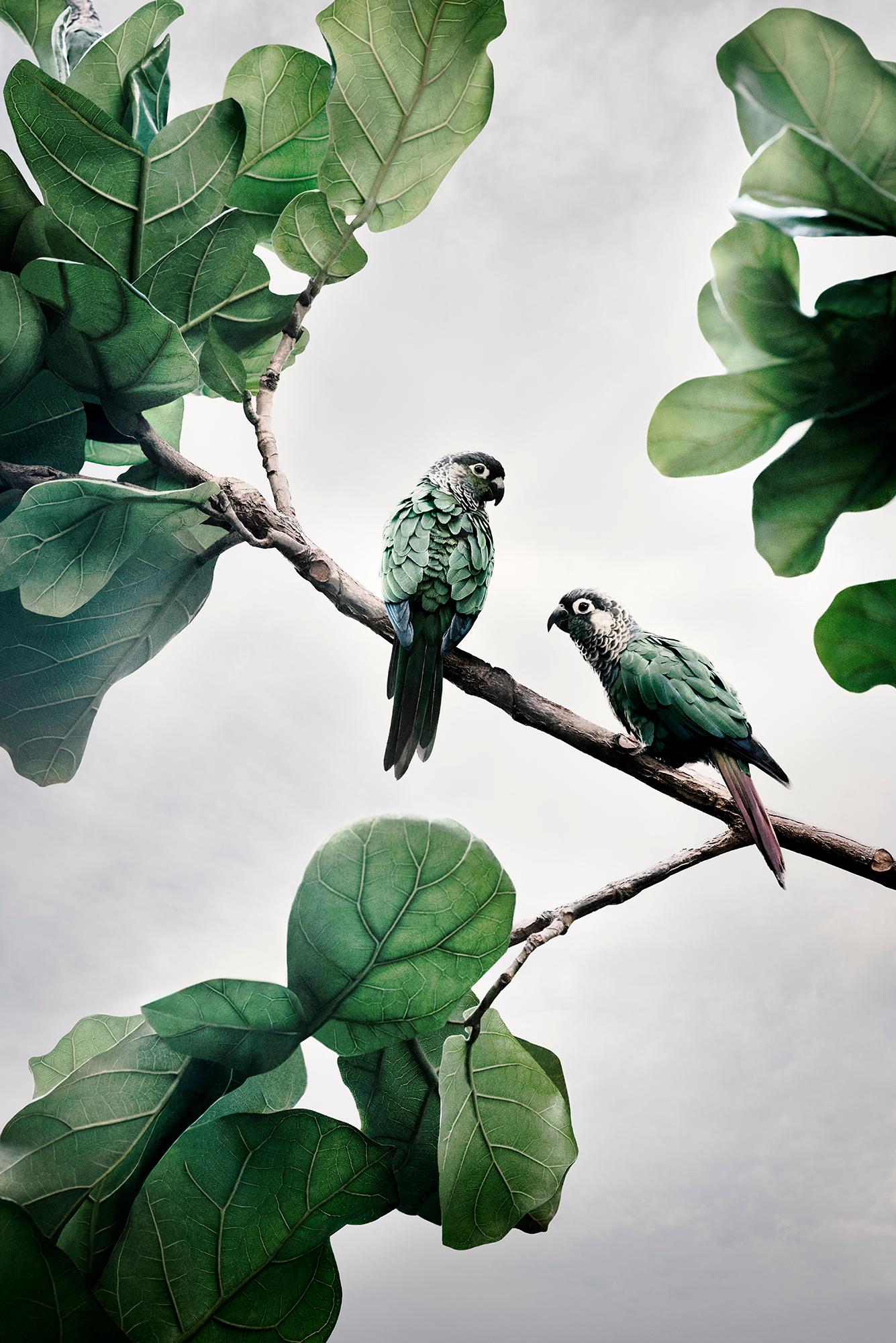 Alice Zilberberg Color Photograph – Me Conures: „Gute Unterhaltung“ 