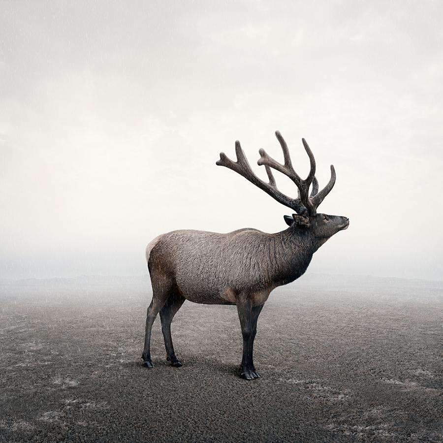 Alice Zilberberg Landscape Photograph - Every Moment Elk