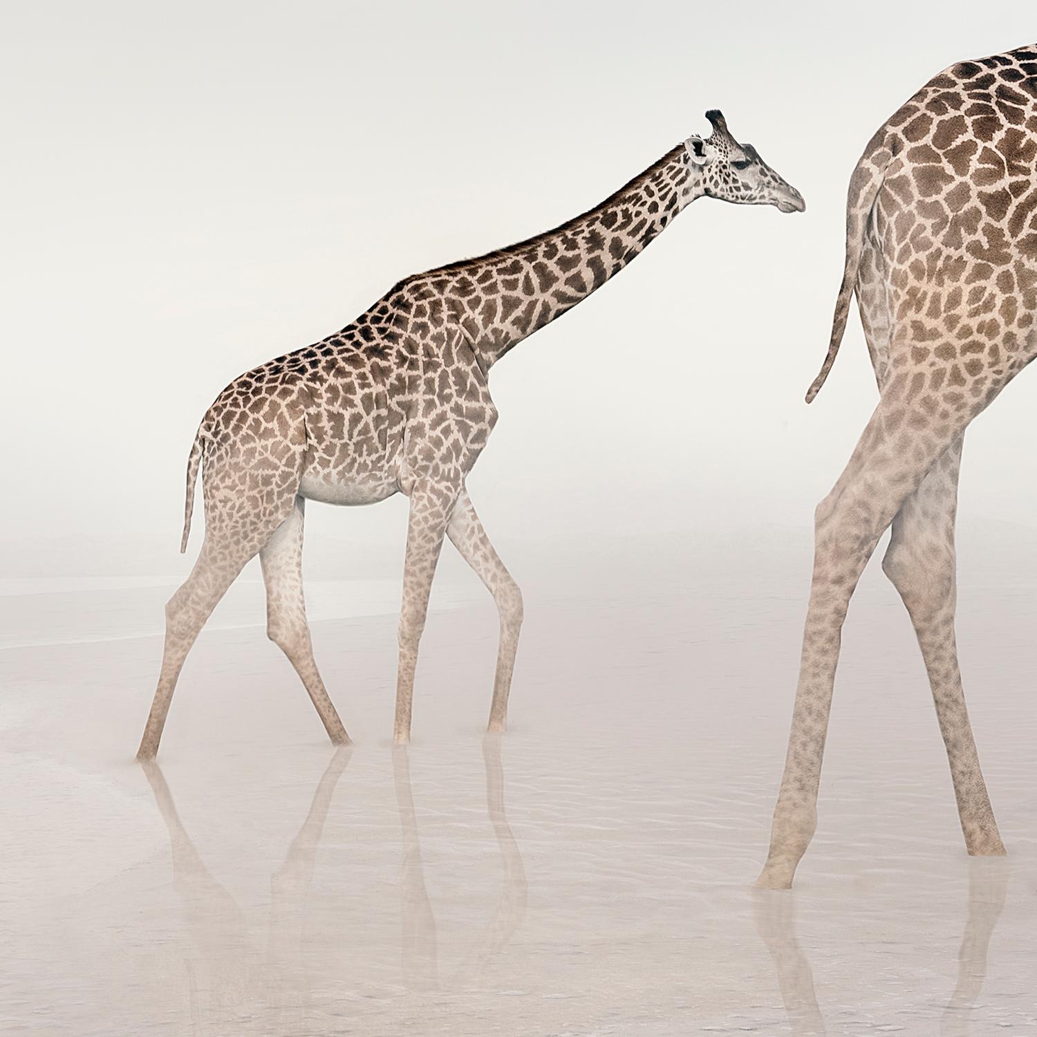 Go Giraffen – Tierfotografie, Farbfotografie – Photograph von Alice Zilberberg