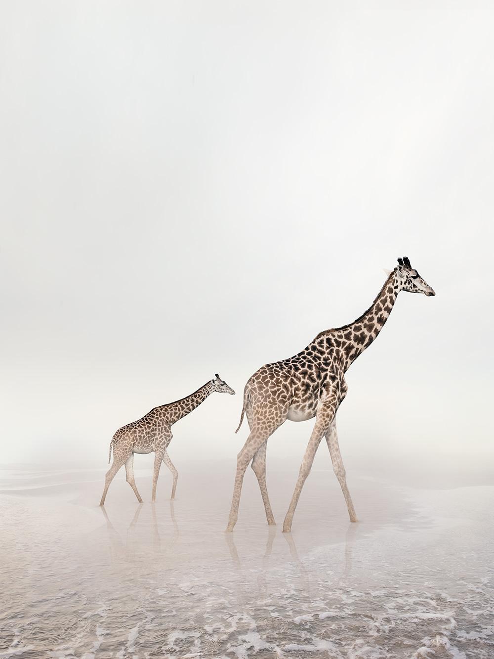 Go Giraffe - animal photography, color photography