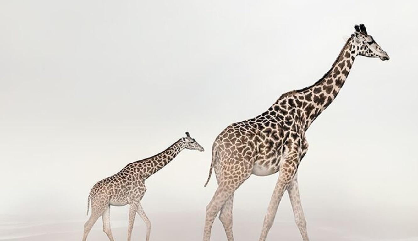 Go Giraffe - Gray Color Photograph by Alice Zilberberg
